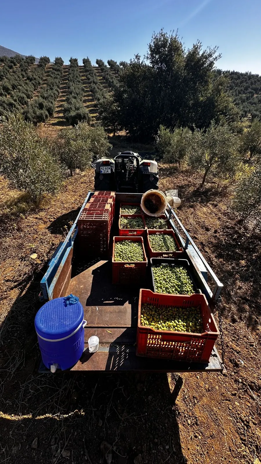 Römorkta zeytin dolu kasalar